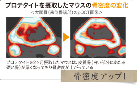骨密度アップ
