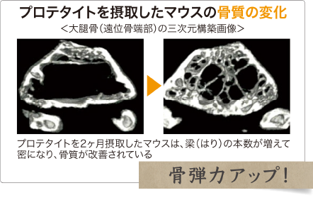 骨弾力アップ
