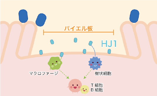 乳酸菌の質