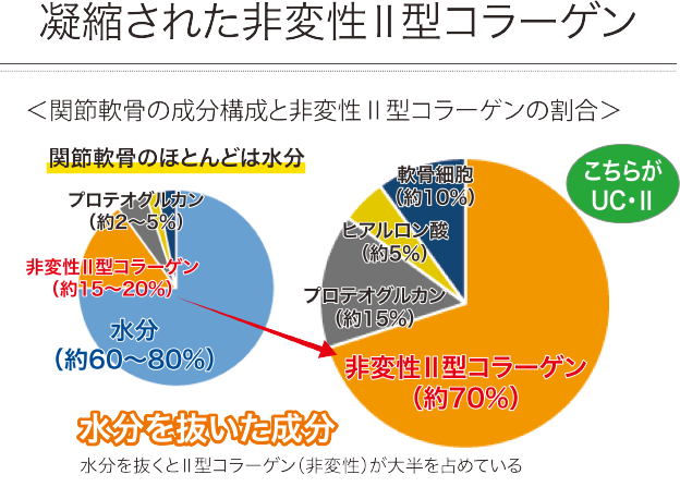 凝縮された非変性Ⅱ型コラーゲン