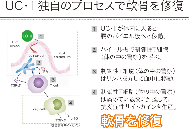 UC・Ⅱ独自のプロセスで軟骨を修復