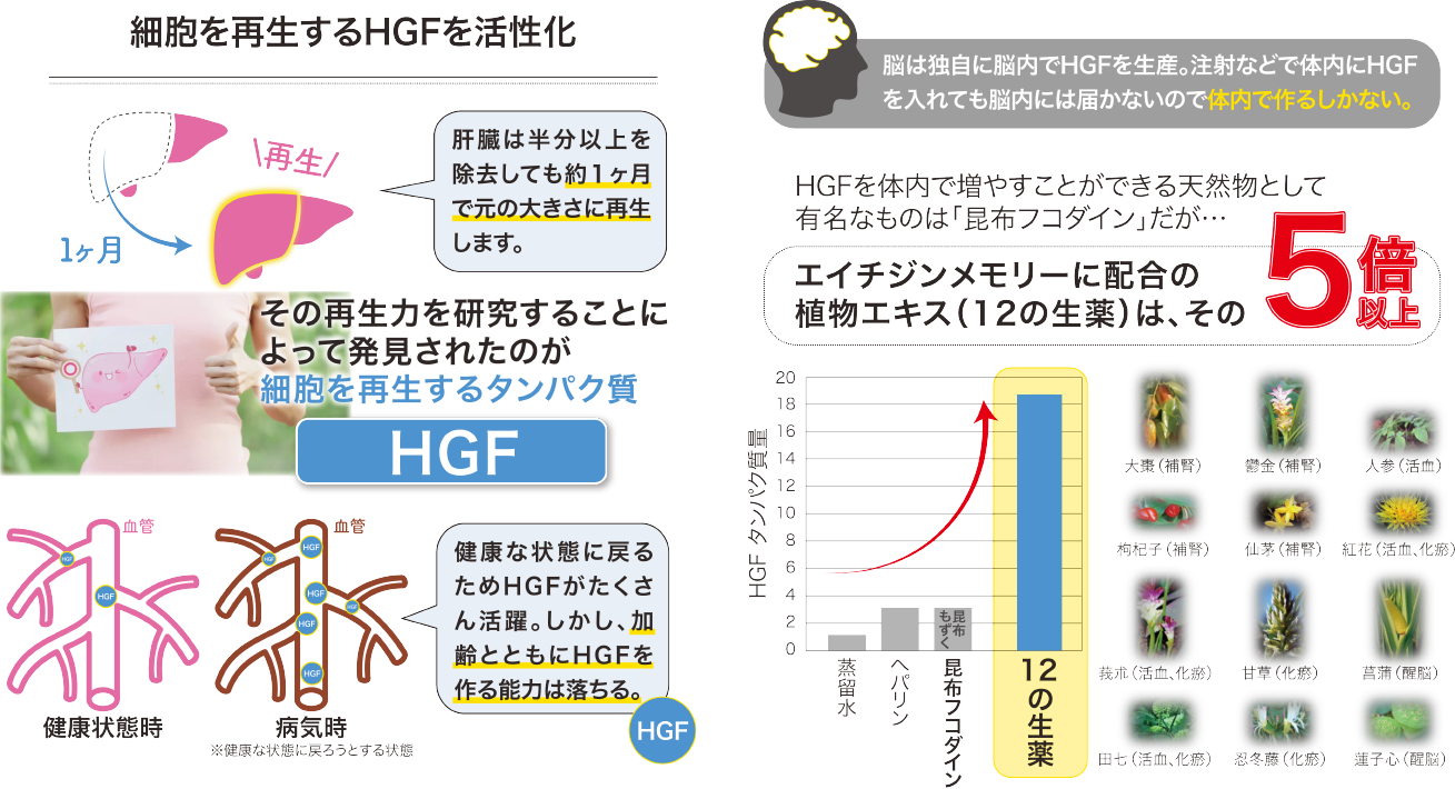 細胞を再生するHGFを活性化
